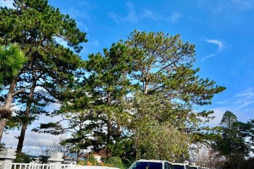 Thuê Xe Cưới Hỏi Có Tài Xế Ninh Thuận