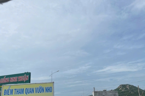 Thuê xe đi vườn nho Thái An