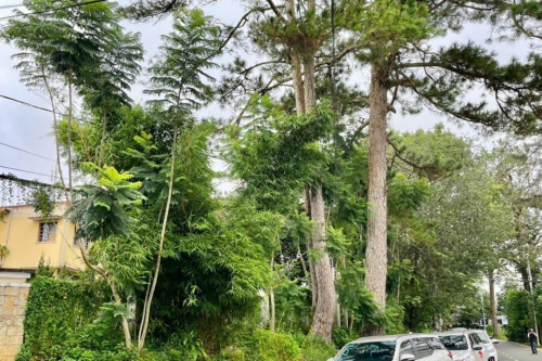 Thuê Xe Hoa Mercedes Phan Rang