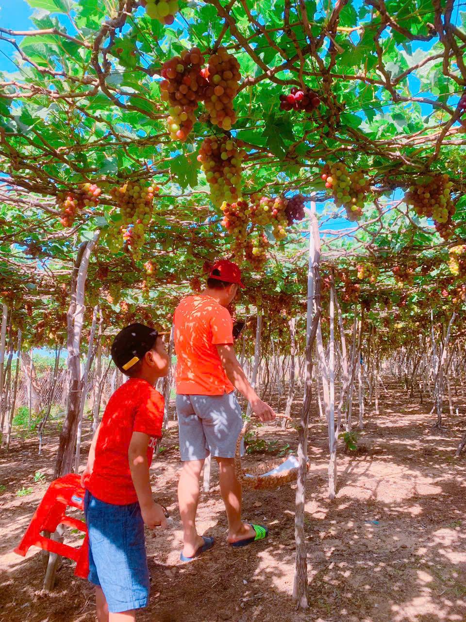 Top 5 xe đi vườn nho 