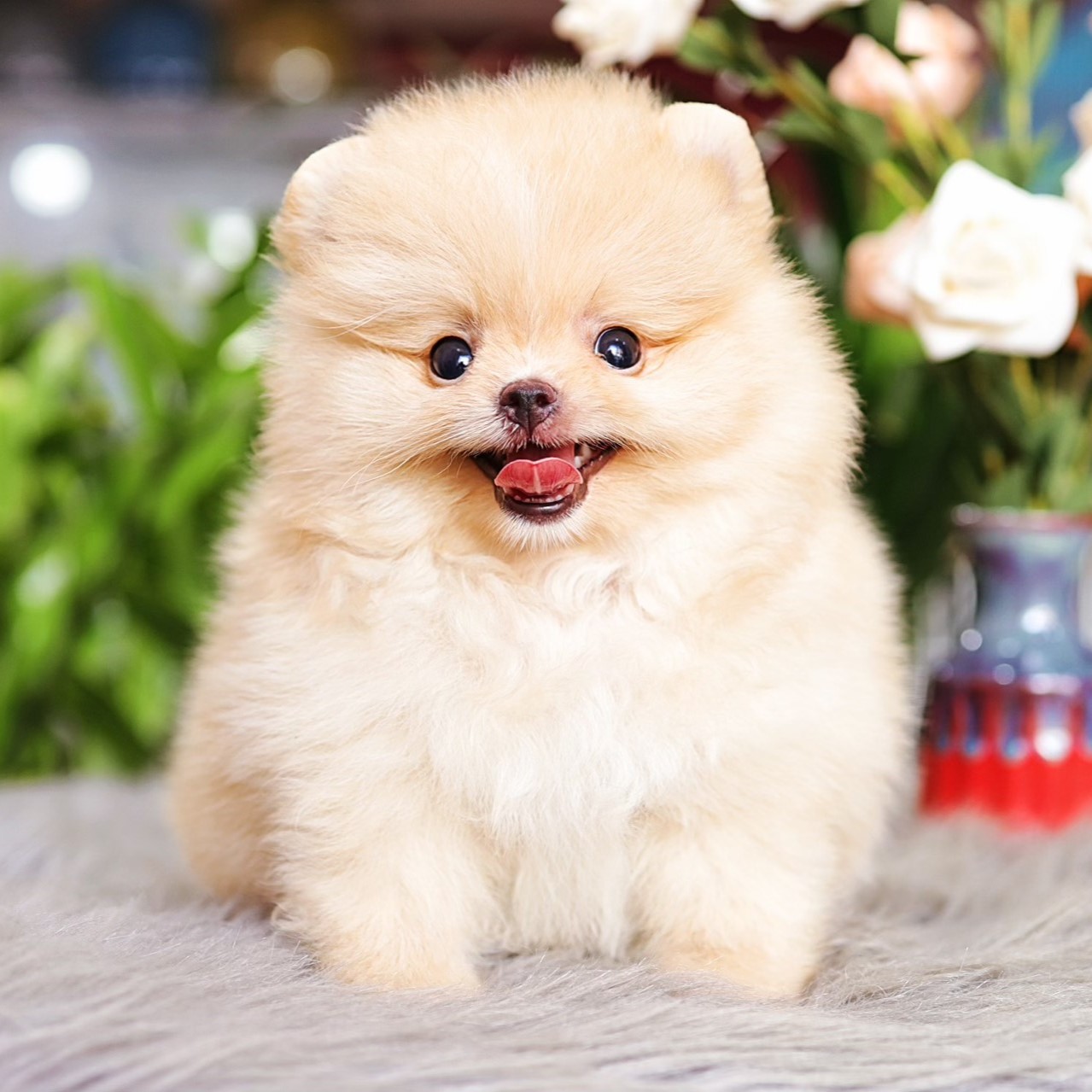 Thuê Xe Đi Cùng Thú Cưng Đi Đà Lạt