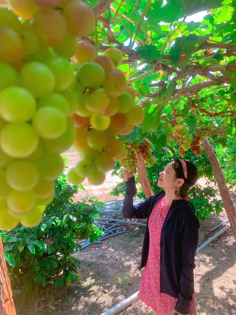 Thuê xe 4 chỗ phan rang