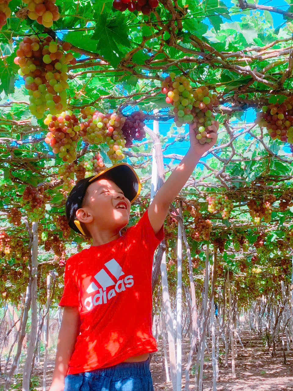 Thuê xe Điện tự lái Phan Rang Ninh Thuận