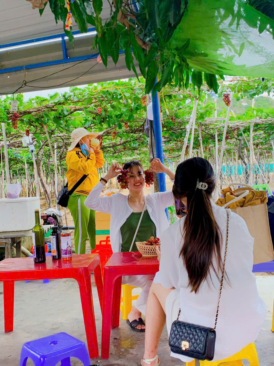 Thuê xe đi vườn nho Thái An