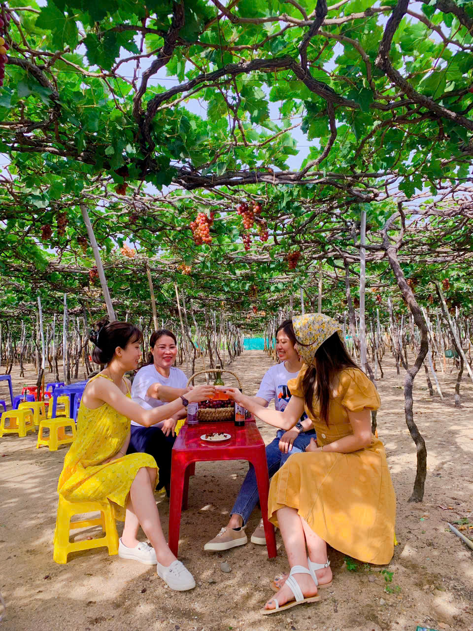 Thuê xe đi vườn nho Thái An