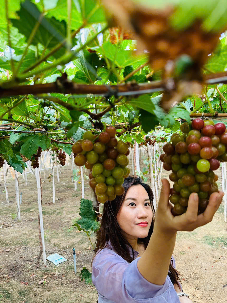 Thuê xe đi vườn nho Thái An