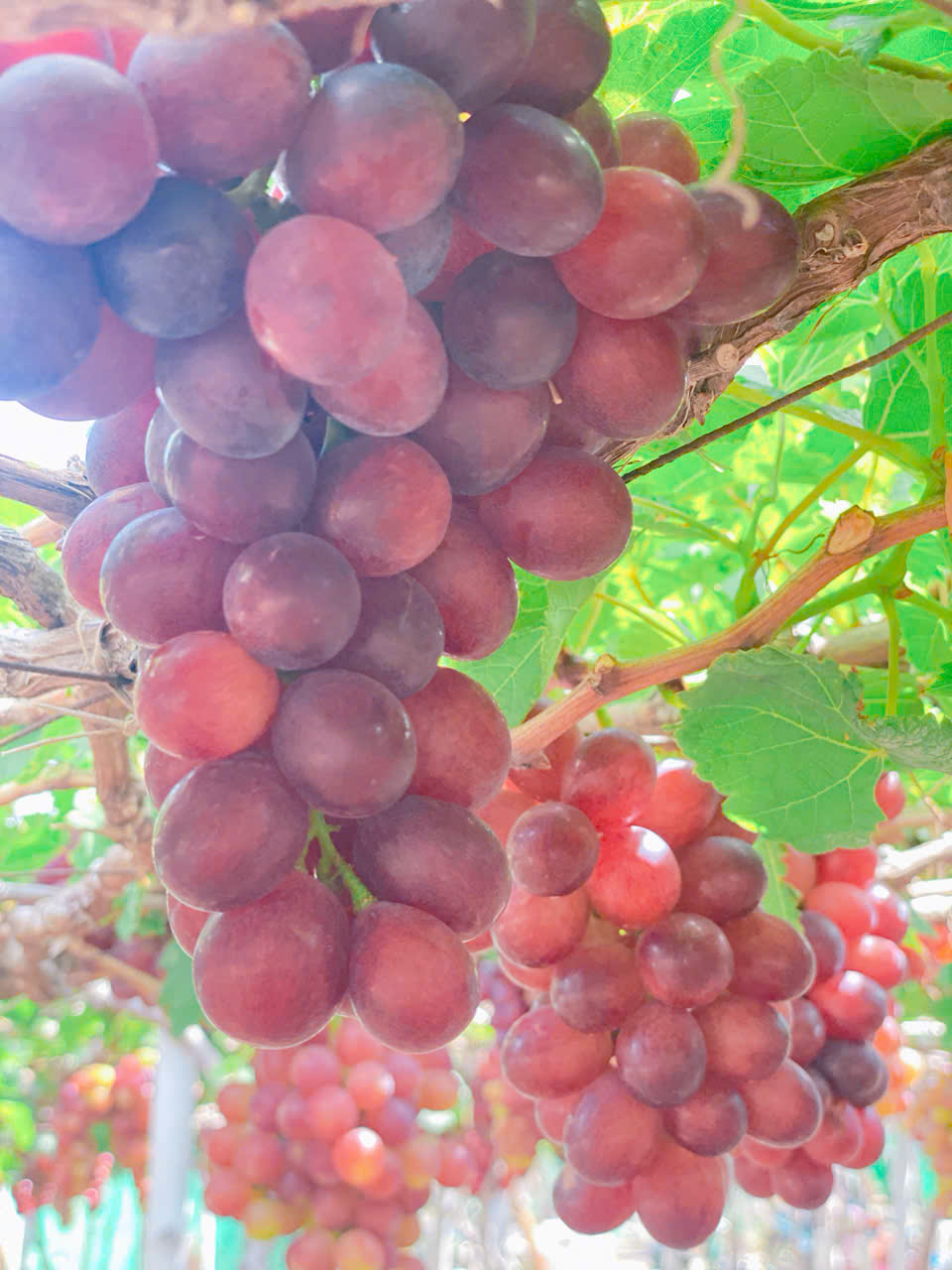 Thuê xe đi vườn nho Thái An