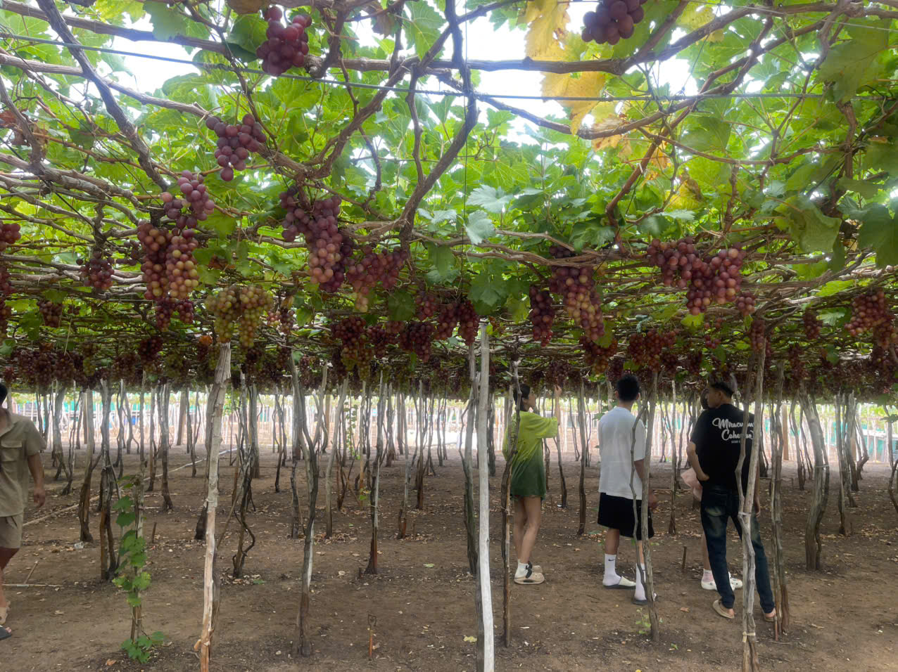 Xe Vĩnh Hy Đi Sân Bay Cam Ranh Theo Tour