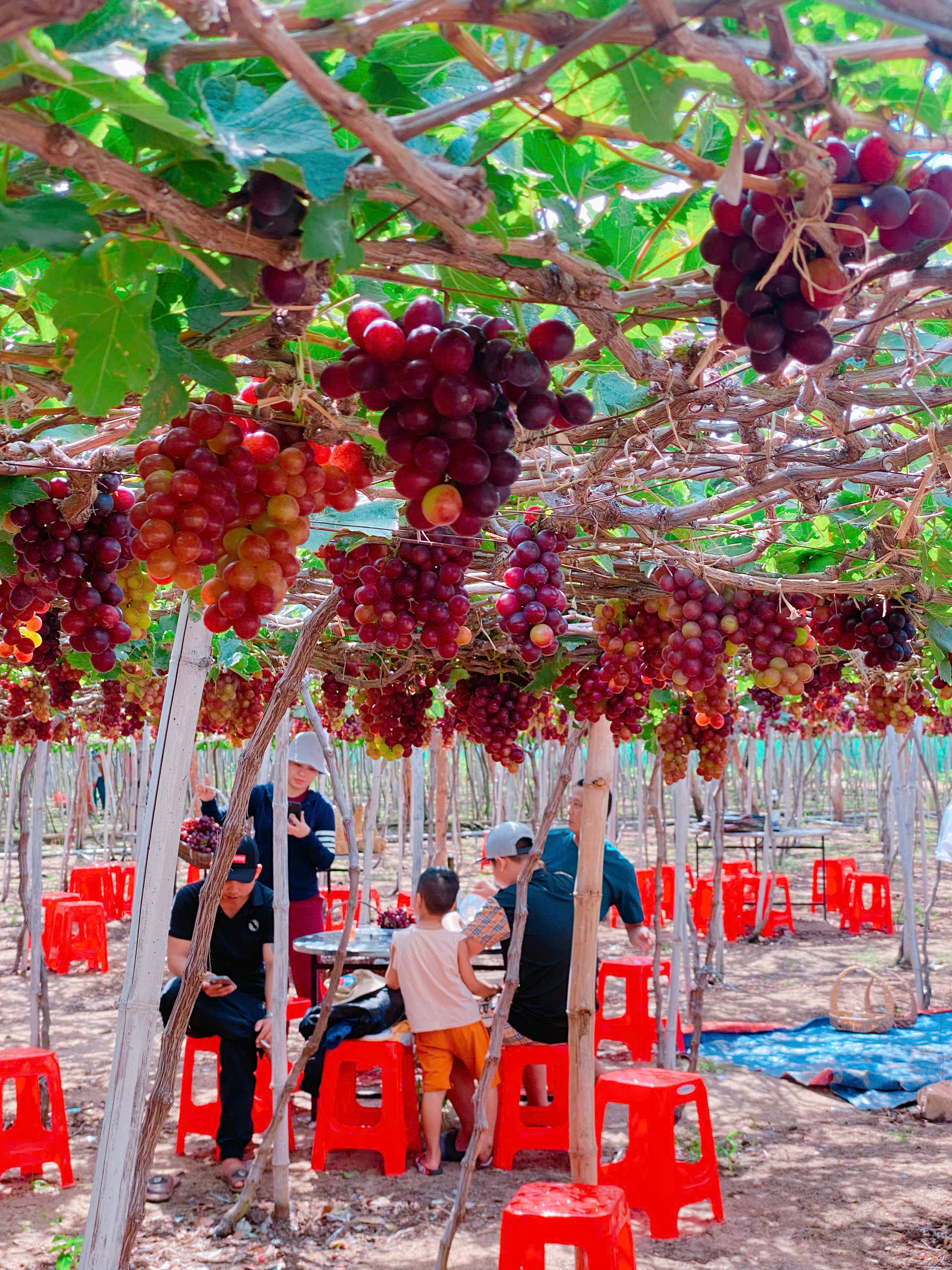 Thuê Xe 16 Chỗ Phan Rang Sài Gòn